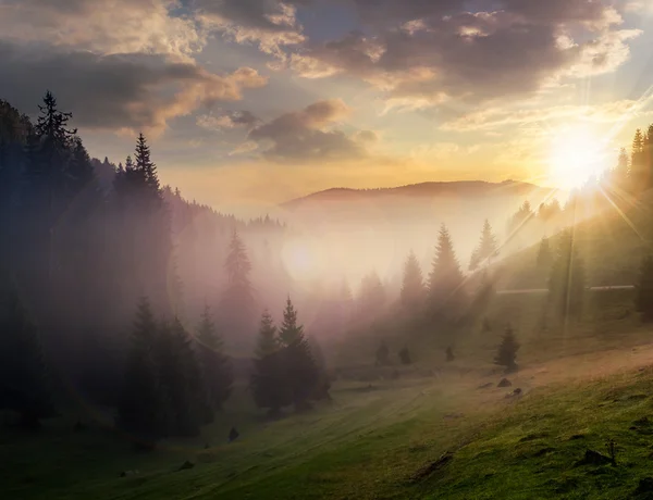 gün batımında kozalaklı ormanlarda sisli sabah