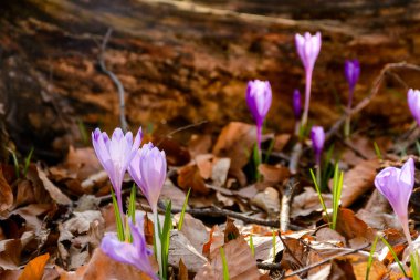 İlkbaharın başlarında ormanda kurumuş kütüklerin yanında çiçek açar. Bayram mevsimi için Transcarpathia 'nın güzel arka planı. Narin bitkinin güzelliği harika bir yerde