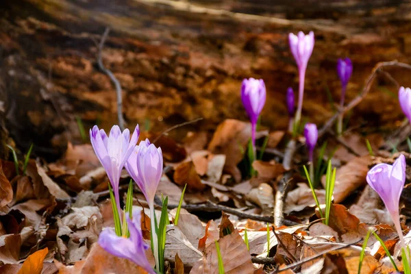 İlkbaharın başlarında ormanda kurumuş kütüklerin yanında çiçek açar. Bayram mevsimi için Transcarpathia 'nın güzel arka planı. Narin bitkinin güzelliği harika bir yerde