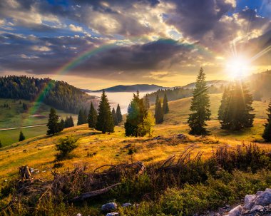 gün batımında sisli dağlarda bir yamaca iğne yapraklı orman