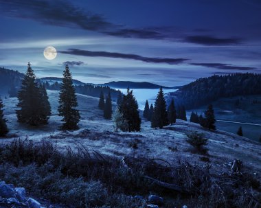 Geceleri sisli dağlarda bir yamaca iğne yapraklı orman