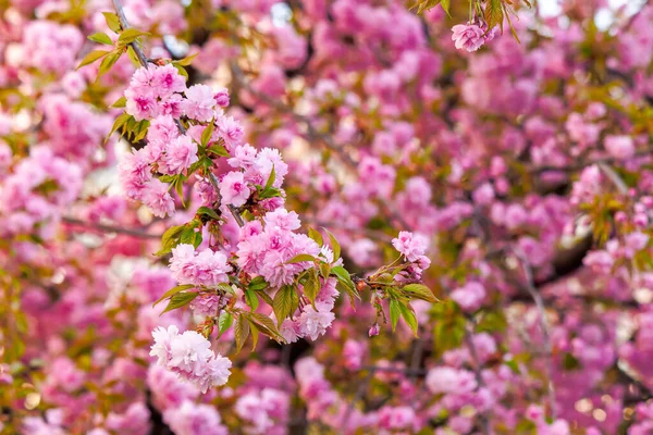 Sakura ağacının güzel bahar arkaplanı tamamen çiçek açmış. Canlı pembe kiraz çiçekli çiçek deseni. Park alanındaki bulanık dallar arasındaki boşluğu kopyala. Parlak ışıkta arka plan. Baharın Japonca sembolü