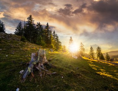 güdük çam ormanı batımında yamaca infront