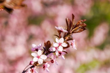 Çiçekli pembe elma dalı. Bahar güneşli bir günde kırsal meyve bahçesi. Barışçıl bitki fotoğrafçılığında fevkalade tazelik.