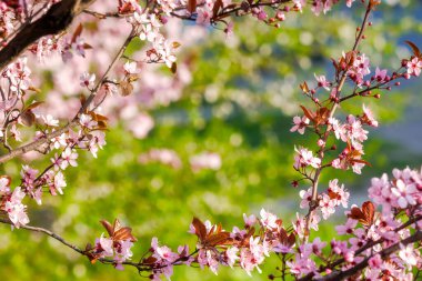 Çiçekli pembe elma dalı. Bahar güneşli bir günde kırsal meyve bahçesi. Barışçıl bitki fotoğrafçılığında fevkalade tazelik.