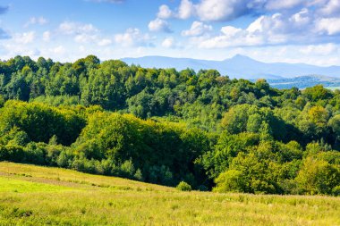 Güneşli bir günde Karpat dağlarında kırsal alan. Sonbaharın başlarında yeşil çimenler ve bulutlu gökyüzünün altında uzak tepeler. Ukrayna 'nın kırsal manzarası. Transcarpathia 'nın alp otlağı