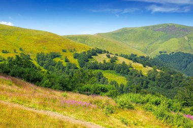 Yazın güzel Karpat Dağları manzarası. Alp ormanlı yeşil çimenli tepelerin manzarası. Mavi gökyüzü altında açık hava turizmi için resim gibi bir manzara.
