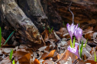 Ormanda çiçek açan mor kır çiçekleri. Bitkilerin yakın planlı güzel bir bahar bitkisi arka planı. Ormanlık alanda ilkbahar bitkisi