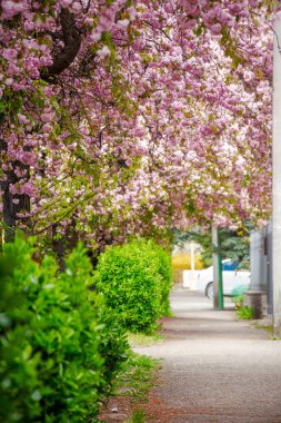 Baharda Uzhhorod Caddesi 'nde pembe kiraz çiçeği. Nisan ayında şehrin göbeğindeki güzel sakura ağaçları. Esnek şehir manzarası boyunca dar yol