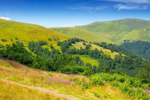 Yazın güzel Karpat Dağları manzarası. Alp ormanlı yeşil çimenli tepelerin manzarası. Mavi gökyüzü altında açık hava turizmi için resim gibi bir manzara.