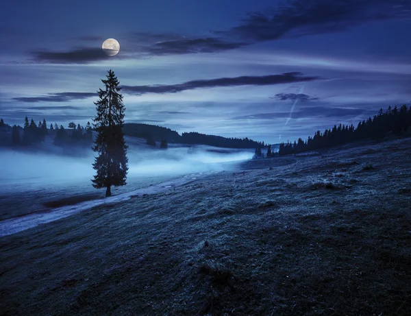 Ялинка в тумані біля дороги в горах вночі — стокове фото