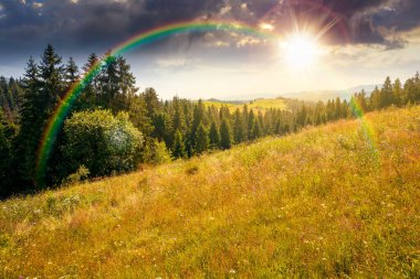 Yazın gün batımında dik yamaçtaki bir çayırda kozalaklı orman. Akşam ışığında dağ manzarası. Güzel doğa manzarası. yeşil çevre gökkuşağının altında çayırlara yakın köknar ağaçları ile açık manzara