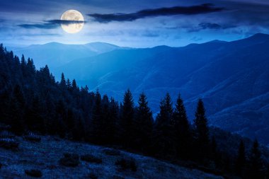 virgin coniferous forest in mountains at night. beautiful spruce trees on a steep grassy slopes in autumn in full moon light. alpine scenery. background for fake news or conspiracy concepts