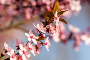 Çiçekli pembe elma dalı. Bahar güneşli bir günde kırsal meyve bahçesi. Barışçıl bitki fotoğrafçılığında fevkalade tazelik.