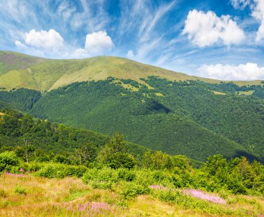 Yazın güzel Karpat Dağları manzarası. Alp ormanlı yeşil çimenli tepelerin manzarası. Mavi gökyüzü altında açık hava turizmi için resim gibi bir manzara.