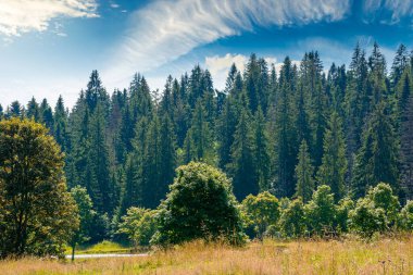 Yazın yamaçtaki sarp yamaçtaki kozalaklı orman. Ukrayna 'nın Karpat Dağları manzarası. Güneşli bir günde güzel bir doğa manzarası. yeşil çevre çayıra yakın köknar ağaçları ile açık manzara