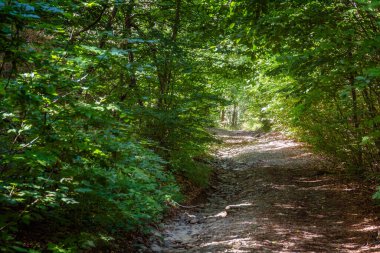 Noktalı ışıkta dar orman yolu. Uzun ağaçlarla çevrili patikaları olan yaz manzarası. Yoğun kayın ormanlarında çakıl yolu. Keşif veya kaçış konsepti için doğa arka planı