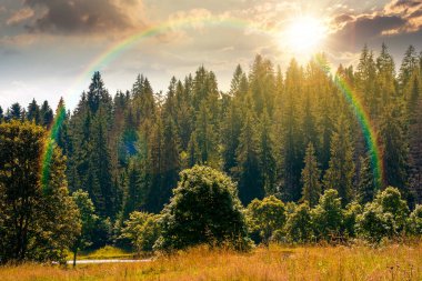 Yazın gün batımında dik yamaçtaki bir çayırda kozalaklı orman. Akşam ışığında dağ manzarası. Güzel doğa manzarası. yeşil çevre gökkuşağının altında çayırlara yakın köknar ağaçları ile açık manzara