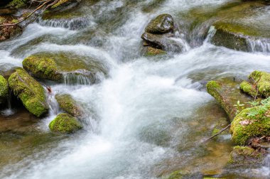 Su yosunlu kayaların arasından akıyor. Nehirden ormana kadar uzanan doğa geçmişi. İlkbaharda taze yeşil çevre. El değmemiş Karpatya ekosistemi. uzun pozlama