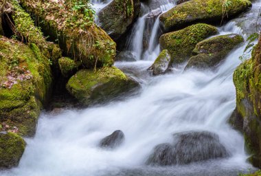 Su yosunlu kayaların arasından akıyor. Nehirden ormana kadar uzanan doğa geçmişi. İlkbaharda taze yeşil çevre. El değmemiş Karpatya ekosistemi. uzun pozlama