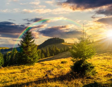 kozalaklı ormanda günbatımı, dağlar