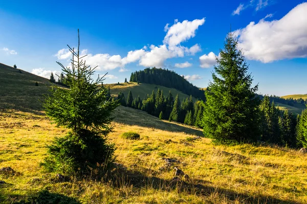 Conifer forest  in mountains at sunrise — Stock Photo, Image