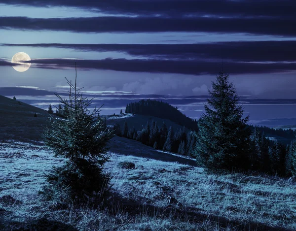 Treskog i fjell om natten – stockfoto