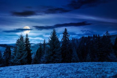 İlkbaharda geceleri harika bir kır manzarası. Tepedeki çam ağaçlarının üzerinde dolunay. Çayırları ve yıpranmış otları olan güzel bir dağ manzarası. Gökyüzündeki bulutlar. gizemli fantezi