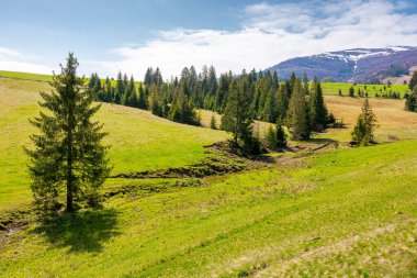 İlkbaharda Karpatlar 'ın dağ manzarası. Çimen tarlasının yakınındaki kozalaklı ormanın huzurlu kırsal manzarası. Çok güzel bir borzhava sırtı. Uzakta karla kaplı. uzak bölge