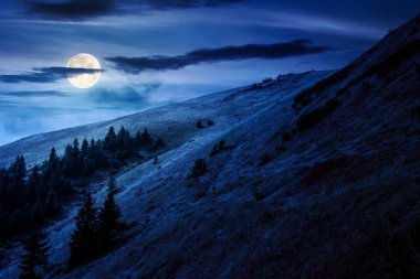virgin coniferous forest in mountains at night. beautiful spruce trees on a steep grassy slopes in autumn in full moon light. alpine scenery. background for fake news or conspiracy concepts