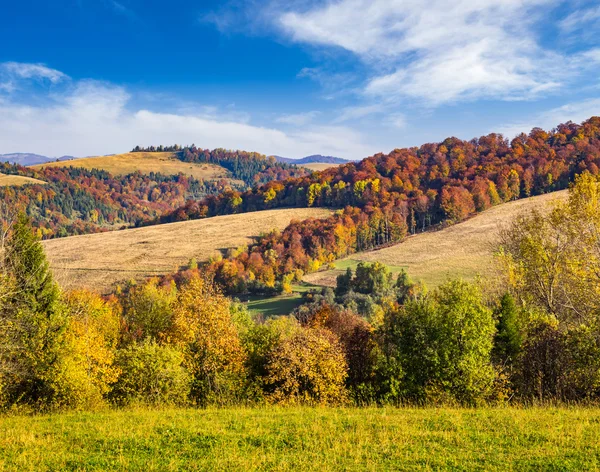 Trees on autumn meadow in mountains — Stock Photo, Image