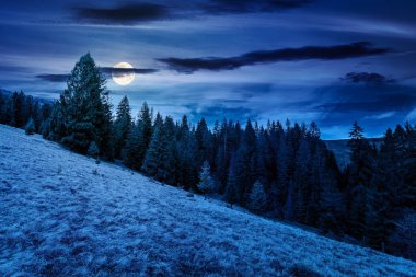 İlkbaharda harika bir kır manzarası. Düz bir tepedeki köknar ağaçlarının yakınındaki çayırların üzerinde dolunay. Gökyüzünde bulutlar olan gizemli dağ manzarası