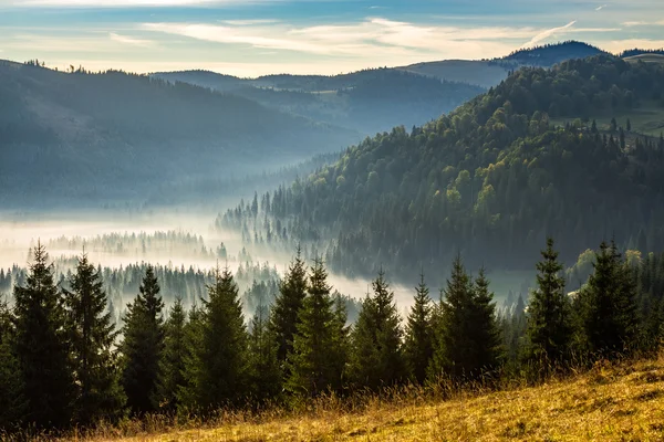 Τα κωνοφόρα δάση στα ομιχλώδη βουνά ρουμανική με την Ανατολή — Φωτογραφία Αρχείου