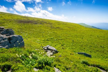 Alp dağı manzarası. Geniş çayırlarda el değmemiş çimenler ve keskin kumtaşı. Yaz aylarında Karpat Alpleri 'nin yürüyüş geçmişi. Ilıman transcarpathia iklimi. yuvarlanan dünya günü duvar kağıdı