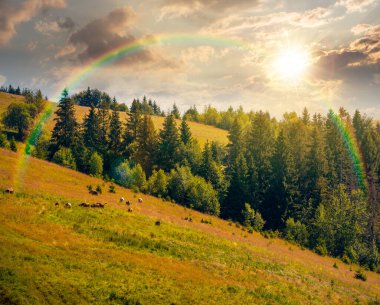 Yazın gün batımında dik yamaçtaki bir çayırda kozalaklı orman. Akşam ışığında dağ manzarası. Güzel doğa manzarası. yeşil çevre gökkuşağının altında çayırlara yakın köknar ağaçları ile açık manzara