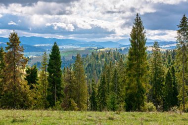 Çimenli yamaçtaki kozalaklı orman. Eylül 'de Ukrayna' nın yuvarlanan dağ manzarası. Borzhava sırtı üzerindeki dinamik bulutlar. Uzak dağlarda gezinme arzusu harika fotoğrafçılık için.