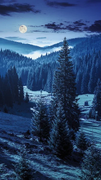 Campeggio vicino al fiume foresta in montagna di notte — Foto Stock