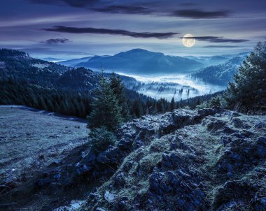 kozalaklı orman Dağı'nda gece siste dolu Vadisi