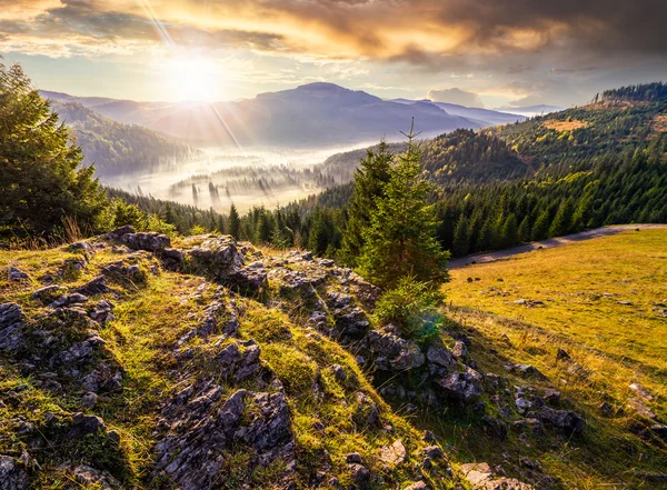 Vale com floresta de coníferas cheia de nevoeiro na montanha ao pôr do sol — Fotografia de Stock