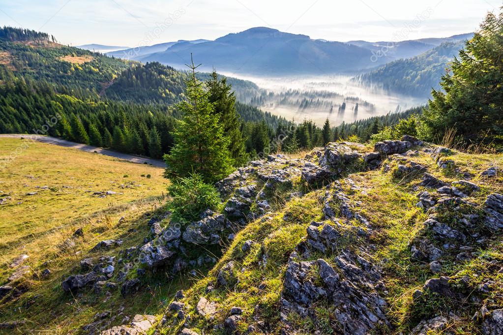 valley with conifer forest full of fog in mountain