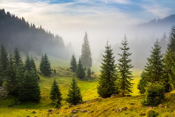Dennenbomen op weide tussen heuvels in mist voor zonsopgang — Stockfoto