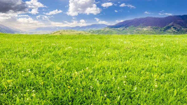 Prairie d'herbe fraîche près des montagnes — Photo