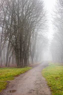 soğuk sonbahar parck Siste yolunu