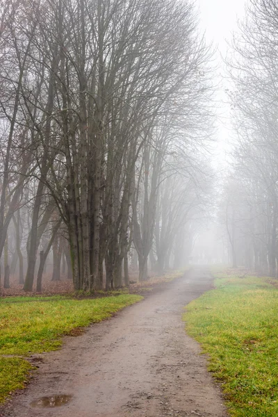 Camino a la niebla fría en el parque de otoño — Foto de Stock