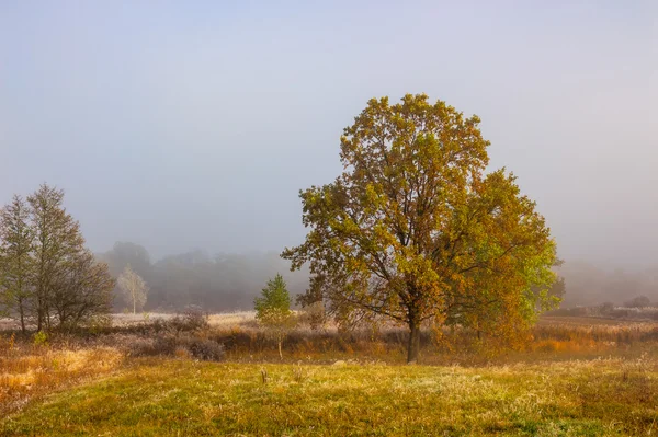 Yellow trees in fog on the meadow — Stock Photo, Image