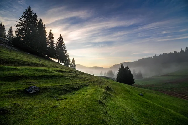 枞树之间在雾在日出前的山坡的草地上 — 图库照片