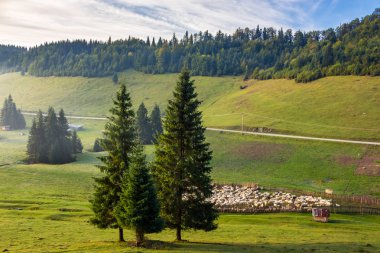 koyun sürüsü dağlarda forest yakınındaki çayır üzerinde