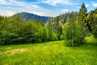 dağlar, gündoğumu ormanda yolunu