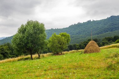 Samanlık hillside çayır dağlarda ağaçlarda yakınındaki