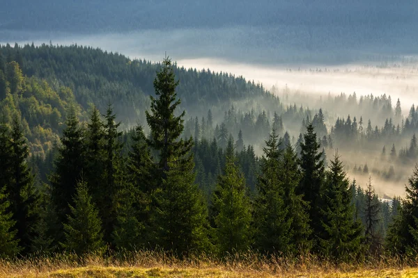 A hegy lejtőjén tűlevelű erdő — Stock Fotó